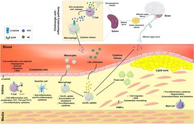 Role of the α7 Nicotinic Acetylcholine Receptor in the Pathophysiology of Atherosclerosis